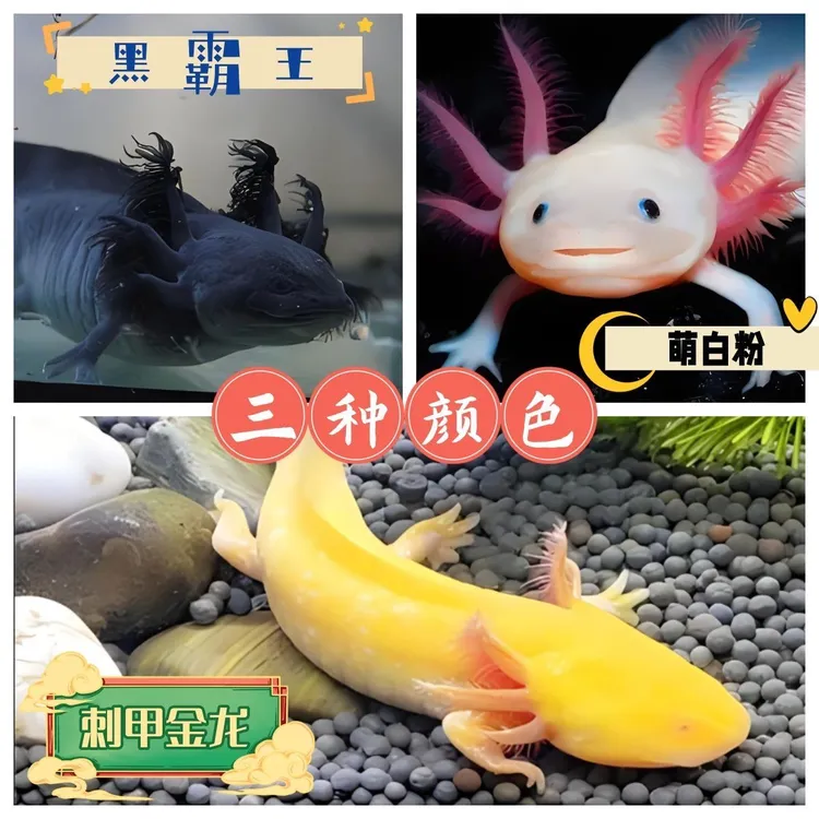 【精品大腮】六角恐龙鱼六角龙鱼美西螈宠物鱼冷水观赏鱼