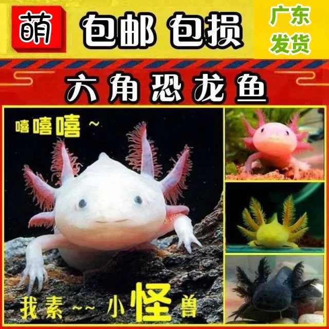 「超萌好物」【六角恐龙鱼】恐龙鱼冷水淡水鱼自来水养皮试耐活活体