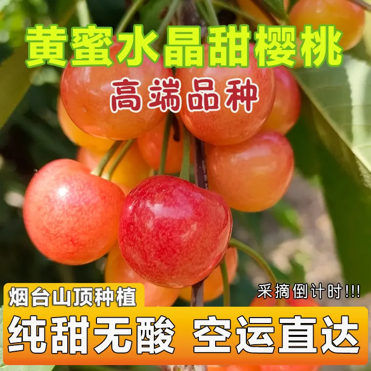 【黄蜜水晶甜樱桃】山东烟台大樱桃车厘子纯甜软果蜜甜多汁2斤3斤黄