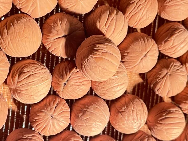 聚宝盆猴头原皮不打孔拍50颗送50颗需要打孔付10米打过孔不退货