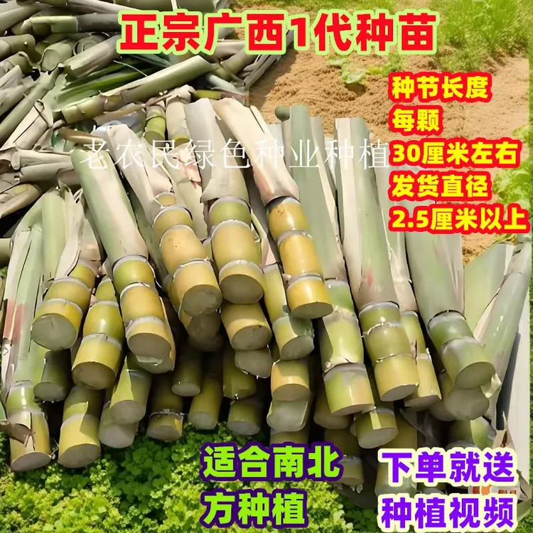黄金甘蔗苗水果种子南北方干蔗苗种植苗种脆甜广西黑皮甜甘蔗种苗