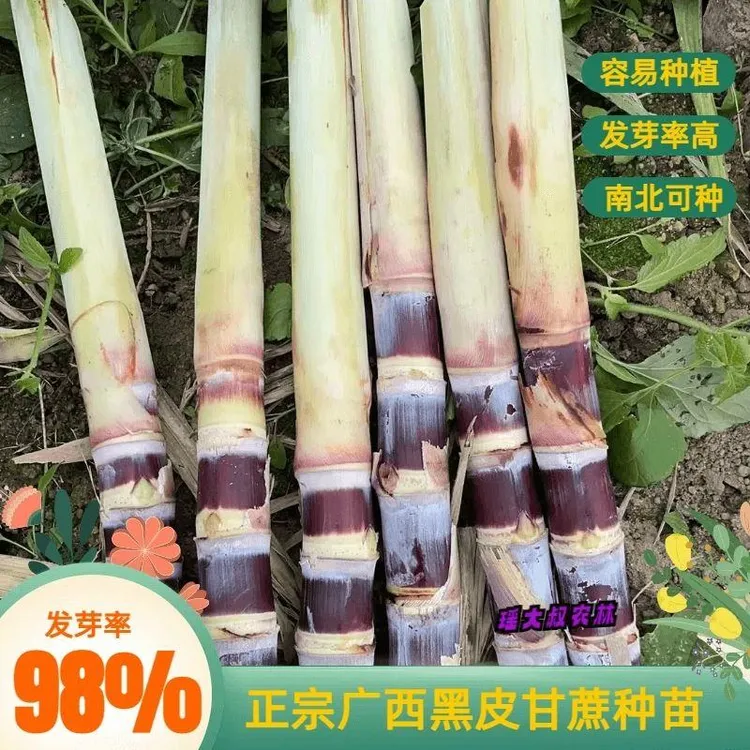 4-7芽包邮黑甘蔗尖尖尾正宗广西黑皮甘蔗种苗种子适合南北方种植