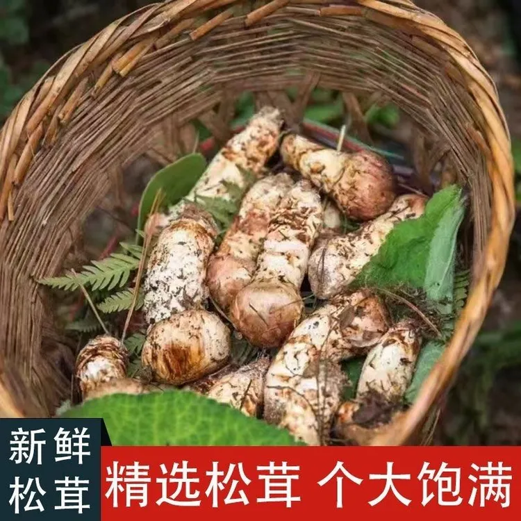 2025新鲜松茸菌雅江新鲜松茸产地直发松茸冷链空运送礼泡酒煲汤