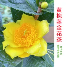 花大叶大稀缺名贵耀眼茶花品种黄抱径金花茶花色金黄复瓣花朵