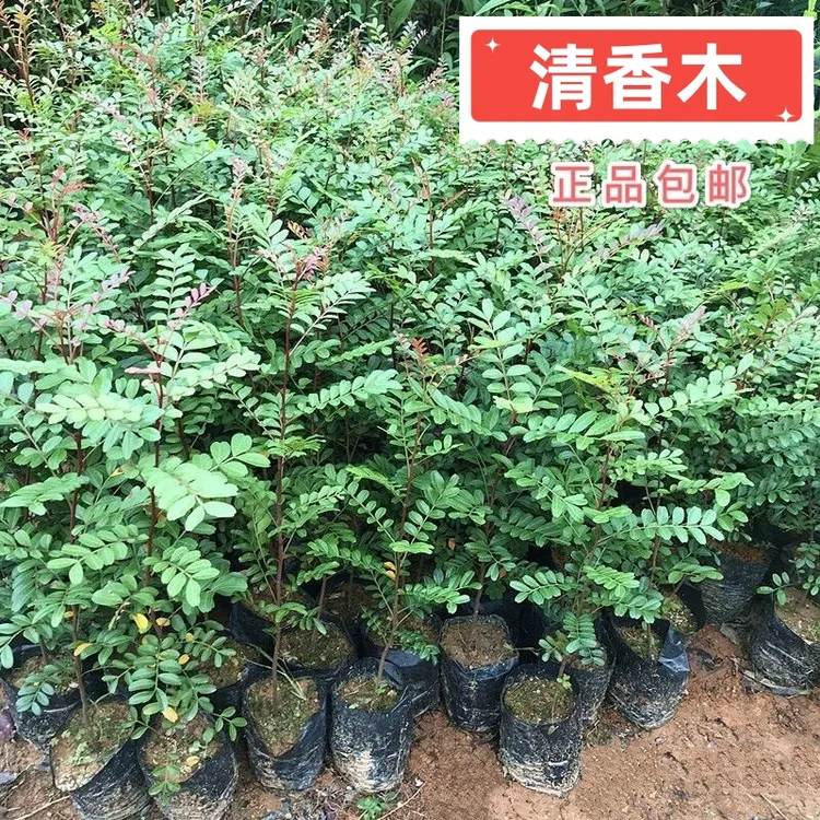 正宗红芽清香木树苗驱蚊驱虫盆栽地栽四季常青庭院绿化行道绿植