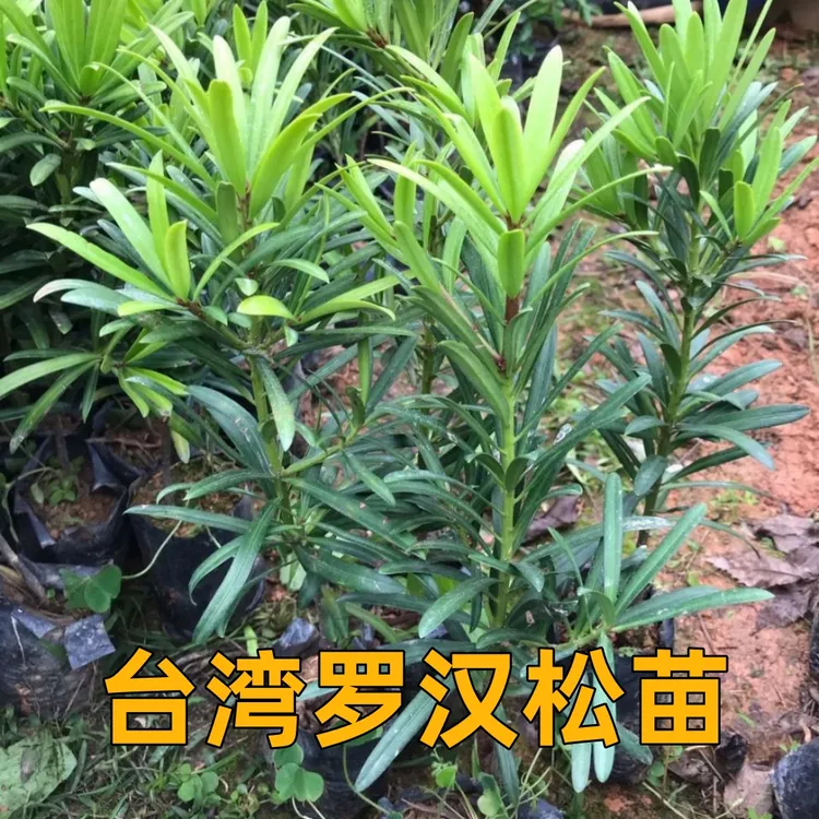 台湾罗汉松树苗可造型植物兰屿罗汉松苗四季盆栽耐寒发货盆景带土
