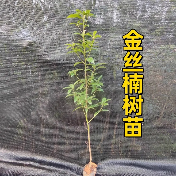 金丝楠木树苗名贵优质正宗金丝楠苗带土常绿耐寒珍贵楠木苗盆地栽
