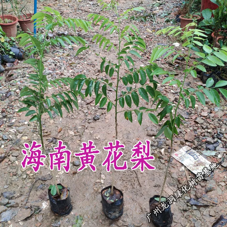 海南黄花梨树苗正宗珍贵苗木黄花梨苗降香黄檀红木常绿庭院绿化树