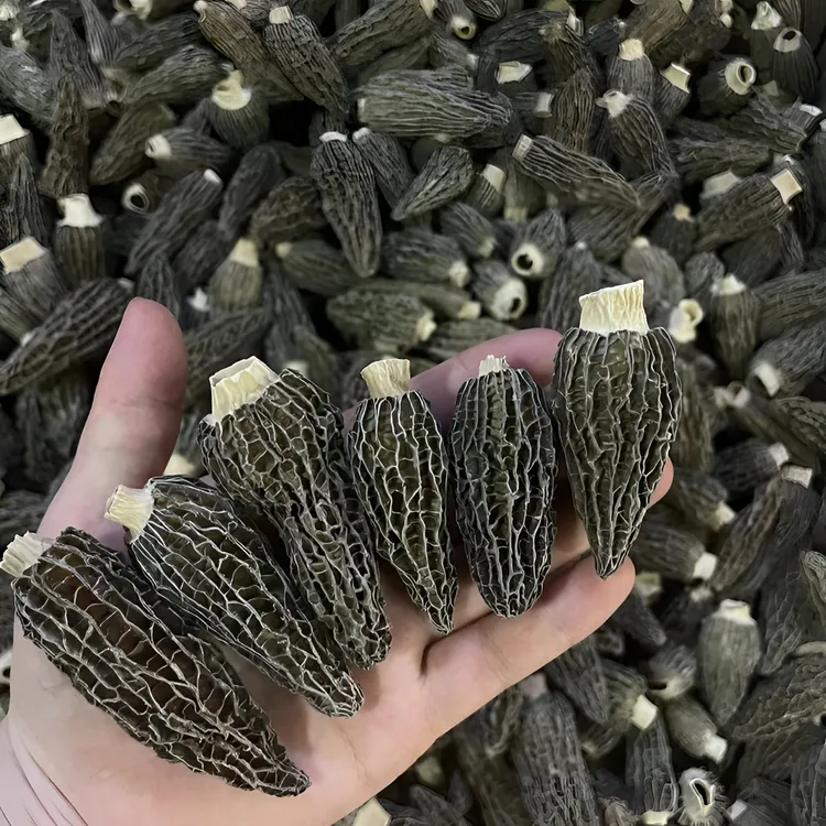 全剪柄羊肚菌（七妹）5-7公分 肉厚 果型饱满