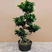 S弯游龙飘造型榕树四季常青室内盆栽花卉绿植好养大型新鲜园艺
