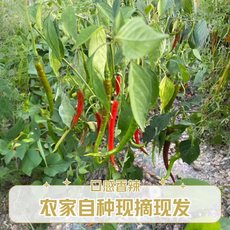 贵州农家自种现摘现发新鲜老品种红辣椒线青椒辣椒可剁酸椒