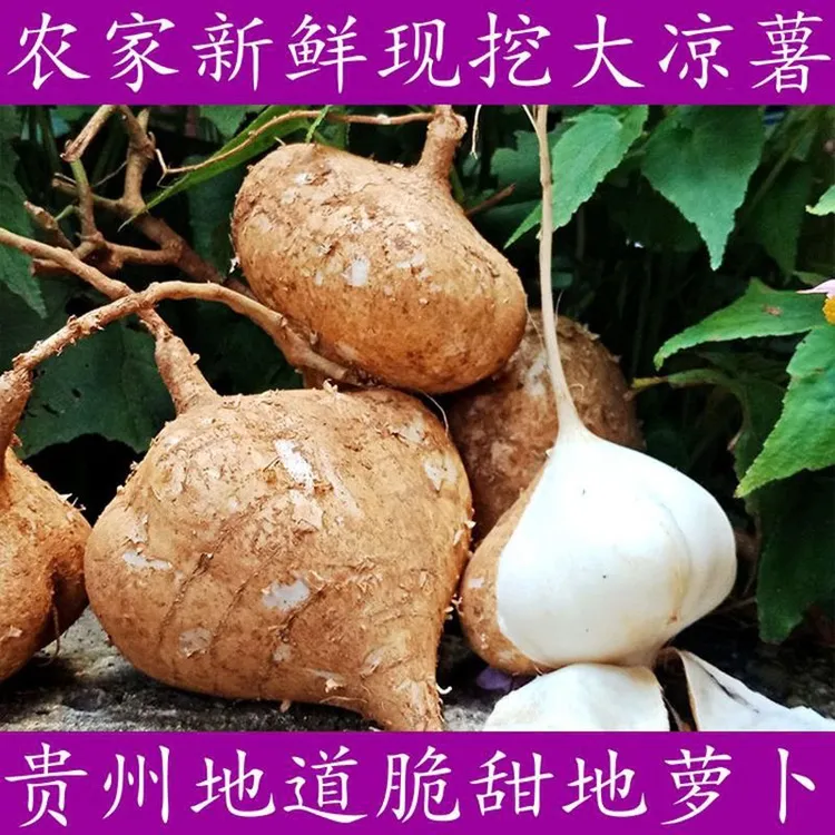 贵州高山农家脆甜多汁地萝卜土萝卜现挖现卖正宗新鲜水果现挖现发
