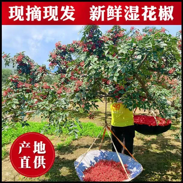 【现摘现发】新鲜大红袍花椒生花椒湿花椒活花椒特麻特香家用麻香