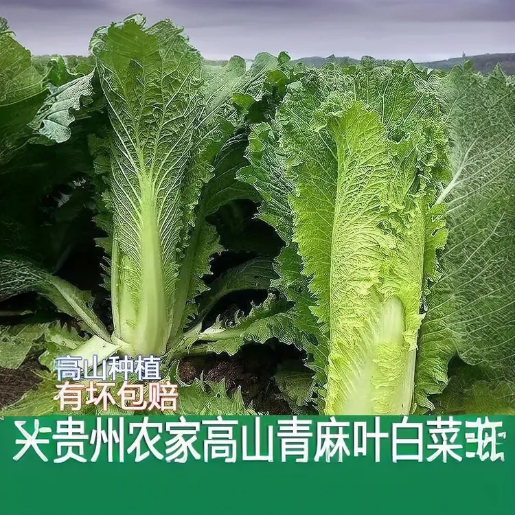 贵州高山农家自种的青口白菜种植包赔农家菜蔬菜