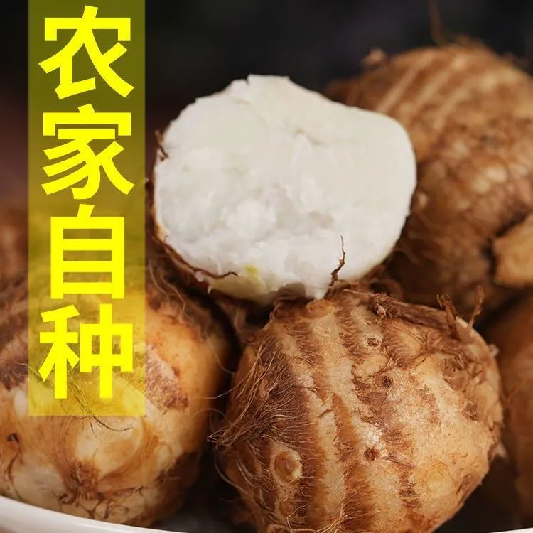 贵州高山食材农家新鲜粉糯香滑脆甜芋头香芋芋艿窝窝头现挖现发