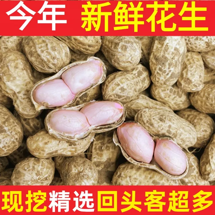 2025年新鲜现挖现发湿花生带壳生花生可水煮花生5斤3斤1斤