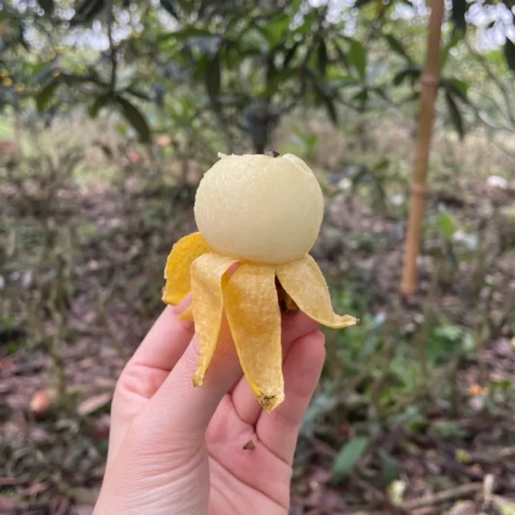 正宗东山白玉枇杷中小果3～3.5斤装（96颗）