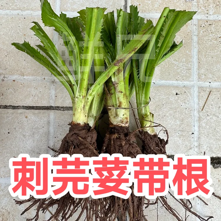 广东香菜盐茜带土种植鱼生草假芫荽刺芹老缅土香菜大叶大芫荽
