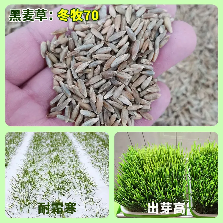 进口牧草种子多年生黑麦草种子四季播种耐寒高产猪牛羊兔鸡鹅鱼籽