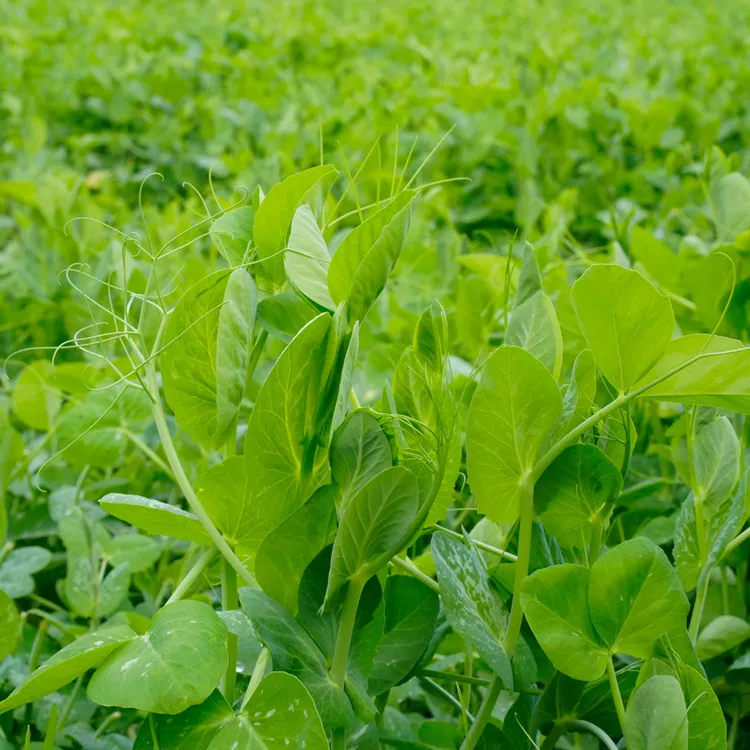 贵州豌豆尖新鲜蔬菜现摘现发豌豆苗碗豆菜火锅菜露天龙须菜