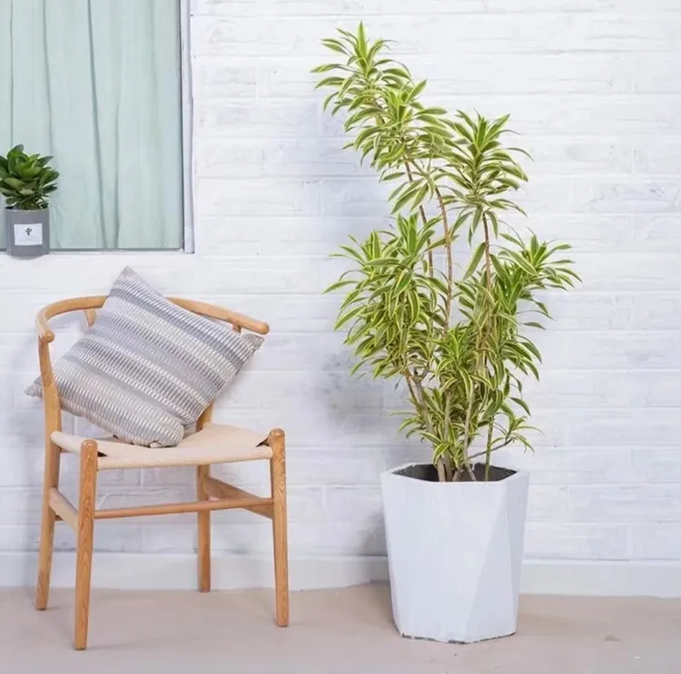 金边百合竹金心客厅室内绿植盆栽家用绿植盆栽金边百合竹百合竹