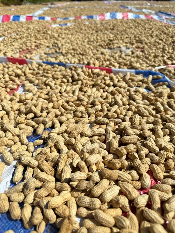 福建穆阳纯日晒小种花生