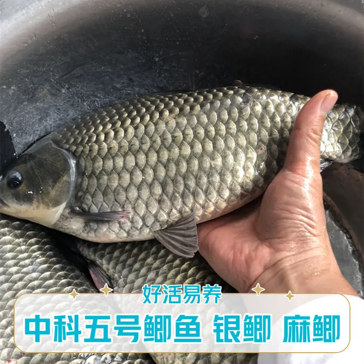 【活体】中科五号鲫鱼（3-4cm）大板鲫银鲫麻鲫水族观赏淡水鱼冷水鱼