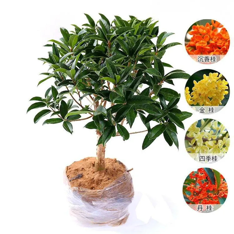 桂花盆栽浓香型四季开花嫁接苗品种多适合阳台客厅农家小院别墅栽