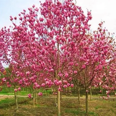 庭院花园植物玉兰苗红玉兰树苗玉兰花苗玉兰小苗紫玉兰盆栽玉兰