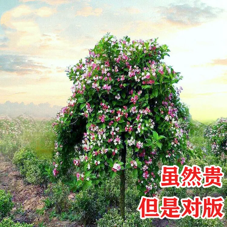 五彩锦带花树苗高杆锦带花苗阳台盆栽花卉庭院耐寒耐旱大型风景树