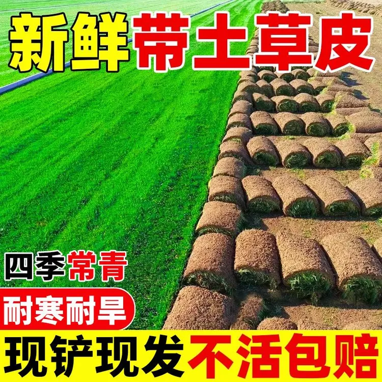 草皮带土草坪耐寒四季常绿别墅庭院绿化马尼拉百慕大果岭草真草坪