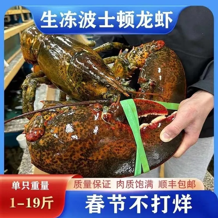 海上名港新鲜波龙波士顿食用进口单只全国包邮