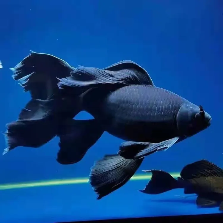 纯种黑彗星黑草金活体观赏鱼黑锦鲤鱼蝴蝶配鱼活体冷水鱼好养包活