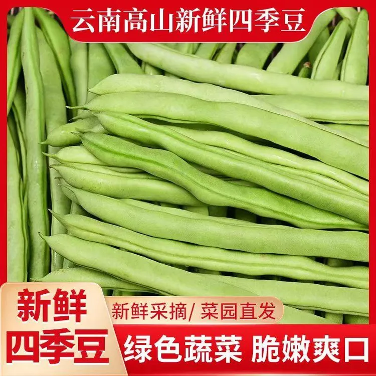 云南农家四季豆新鲜蔬菜批发应季无筋豆四季豆腌制酸脆嫩豆角包邮