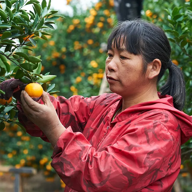 台州正宗黄岩本地早蜜桔贡品当季新鲜水果蜜桔无核高山橘子饱满