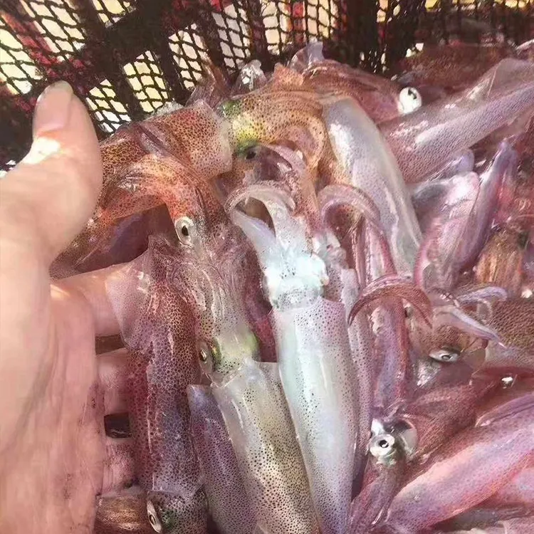 （顺丰包邮）福建东山岛新鲜小管鱿鱼鲜活速冻海兔子笔管鱼鲜美爽口