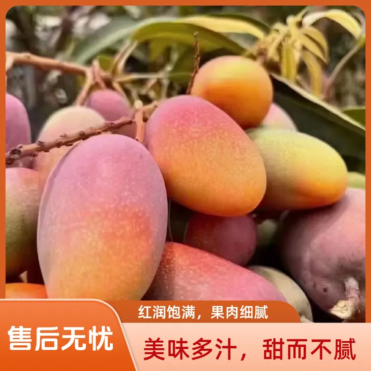 云南高原芒果，元江小金凤凰(贵妃)多汁