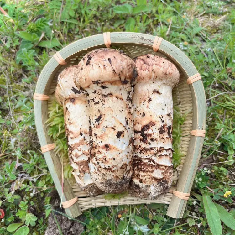 【每天新鲜采摘】云南大理新鲜松茸（顺丰空运）