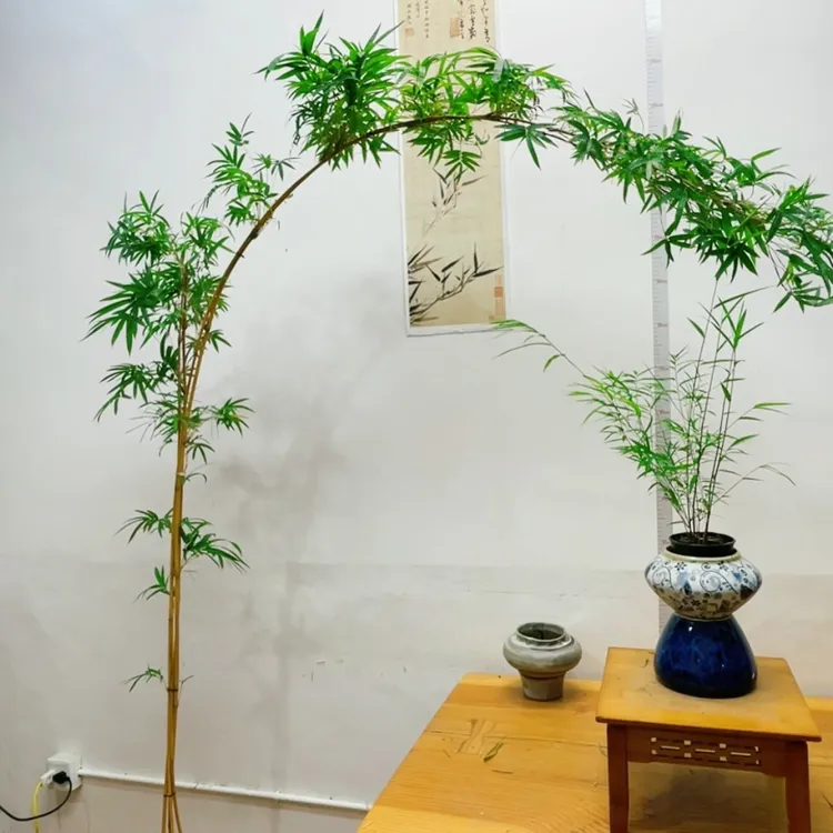 （一物一拍））红观音竹，绿观音竹，紫寒竹，红寒竹水培苔藓球发货