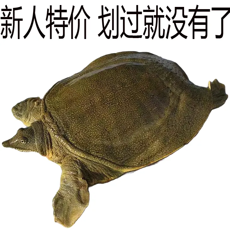 【抢】包活送到 2斤鲜活大甲鱼 老母鳖外塘生态水鱼王八批发海鲜