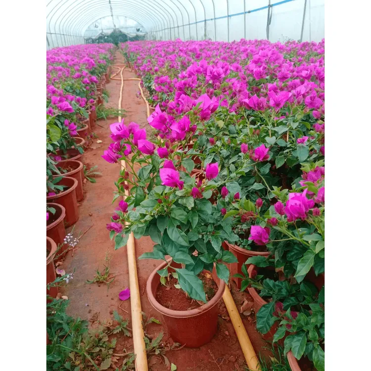 养护紫粗杆护心土球发货三角梅可爬藤地栽盆栽【掉花掉叶正常现象】