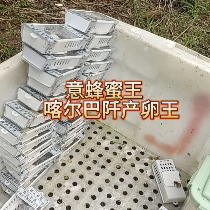 意蜂喀尔巴阡蜜王产卵王种王笼