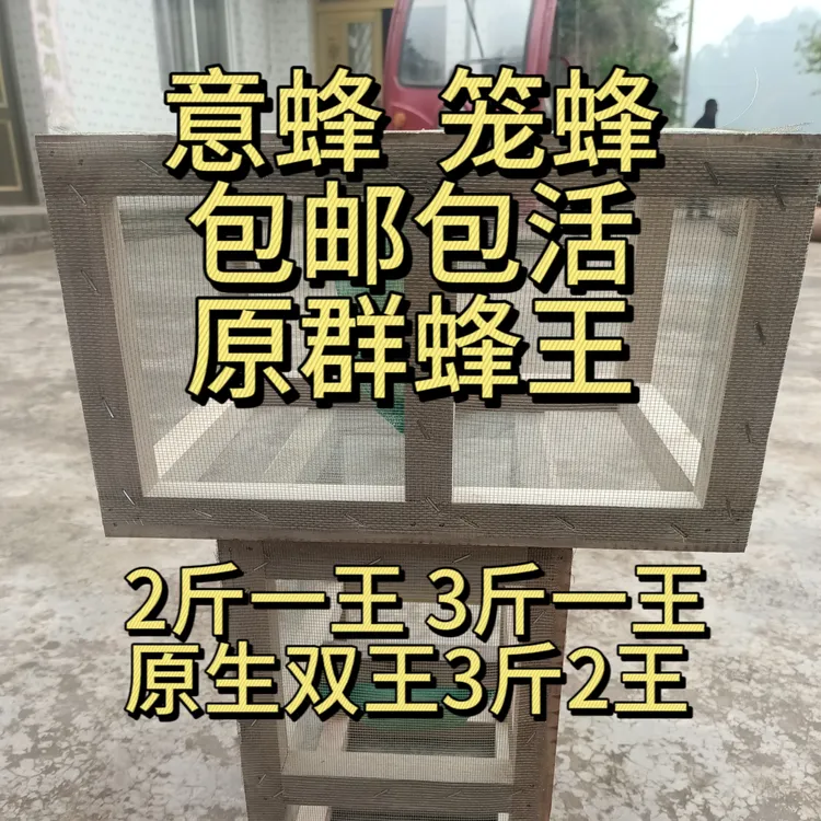 意蜂群喀尔巴阡蜂群活体原群蜂王笼蜂包装，蜂群补群采集繁殖蜜蜂