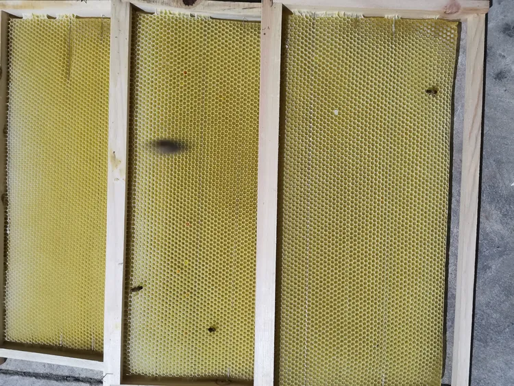 中蜂蜂群新手专用繁殖蜂新老脾诱蜂水繁蜂脾蜂蜡中蜂造好新脾