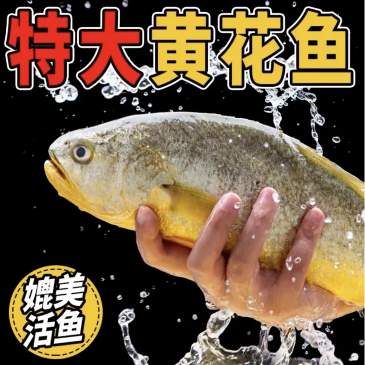 超大号【粉丝福利】特大号1.5-1.7斤/条海捕黄花鱼顺丰冷链独立包装