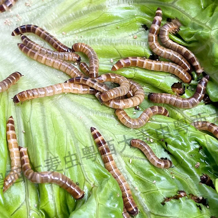 3-4厘米左右大麦虫龙鱼龟鼠鸟类适用