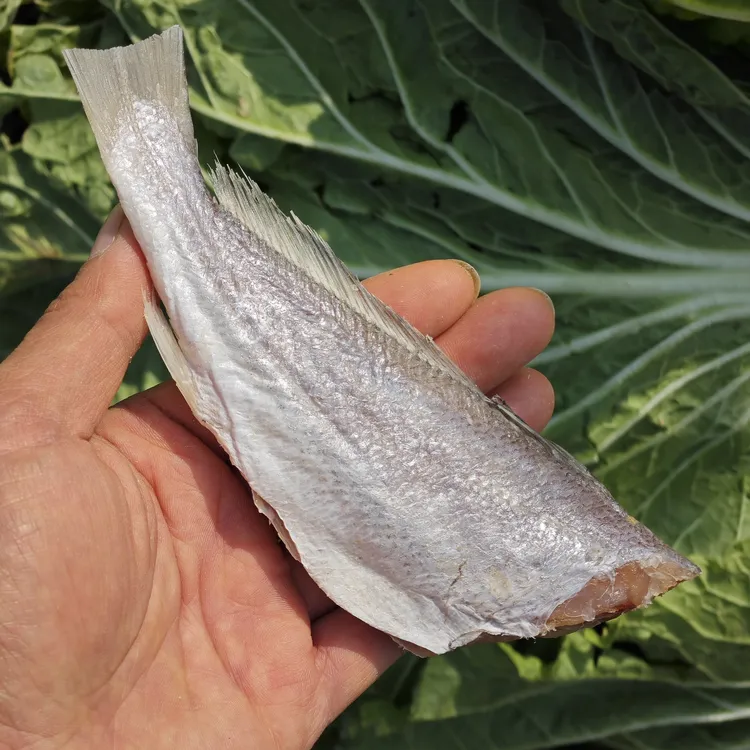 黄花鱼黄鱼（咸鱼）鳘鱼黄姑鱼海鱼三去免清理的3-5斤装