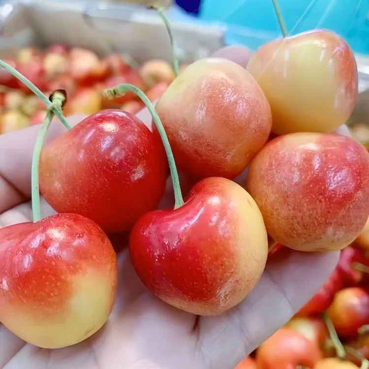 顺丰空运现货黄金车厘子智利雷尼尔车厘子2斤-5斤j-4J内附果径卡