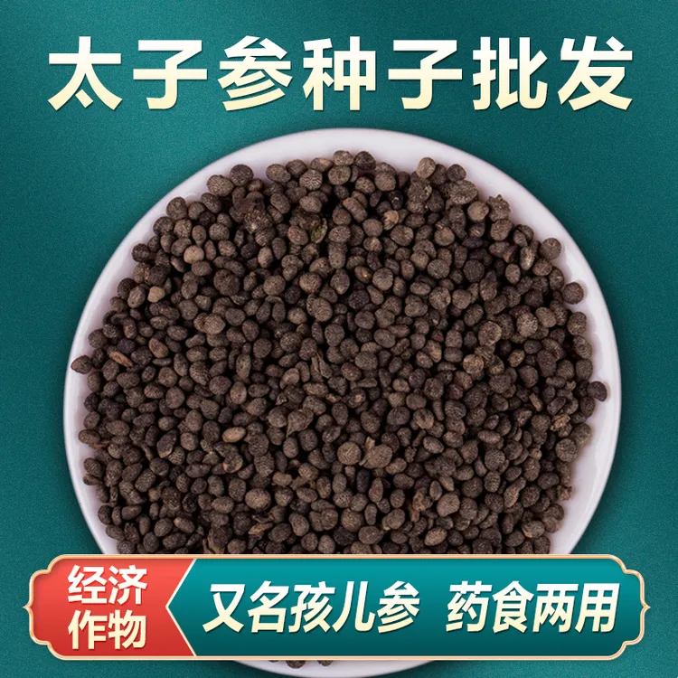 中药材种子 新采优质太子参种子 童参种子 人参种子 孩儿参种子
