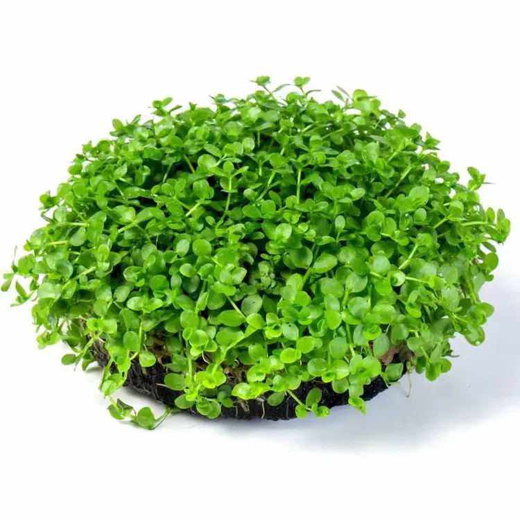 【前景草坪·爬地矮珍珠】前景水草坨草新手首选鱼缸造景水草缸净化